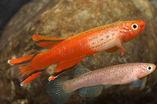 A Australie Golden Killie Pair