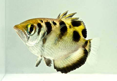 Archer Fish T.R.