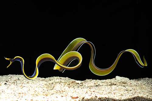 Blue Ribbon Eel