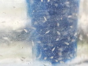 Copepods