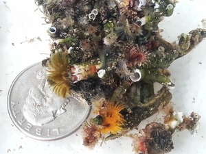 Duster cluster