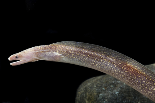 Freshwater Snowflake Moray