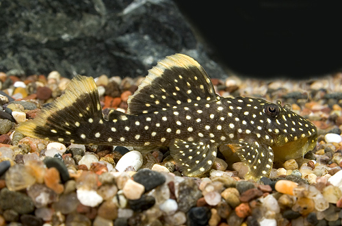 Gold  Nugget Pleco