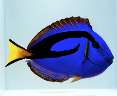Hippo Tang