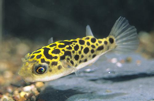 Puffer Leopard FW