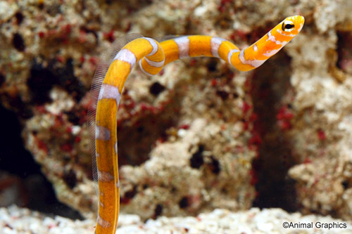 Splendid Garden Eel