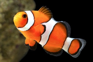 True Percula ClownTR