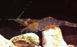 ghost_shrimp