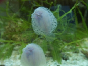 sm._flounders