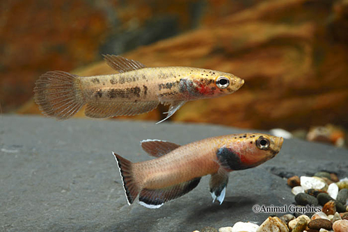 Betta Channoide pr.