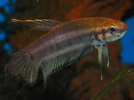 Betta strohi_1