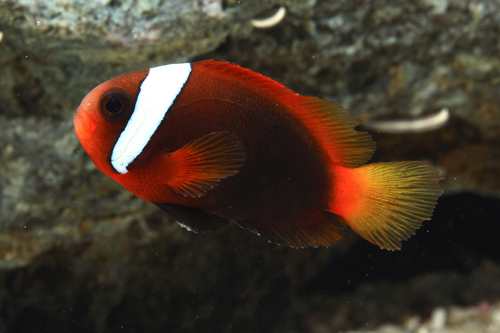 Clown Cinnamon TR