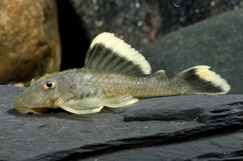 Pleco L047 King med.