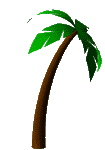 palmtreeclear
